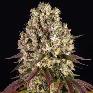 25028 - Sour Diesel  1 u. fem. Barney's