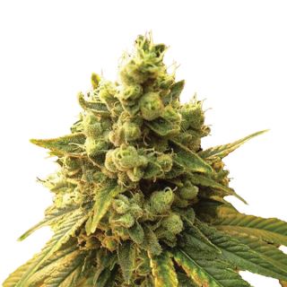 5731 - Sour Diesel  5 u. fem. Nirvana