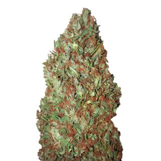 12934 - Sour Diesel (0,4/25)   1 u. fem. CBD+ Buds