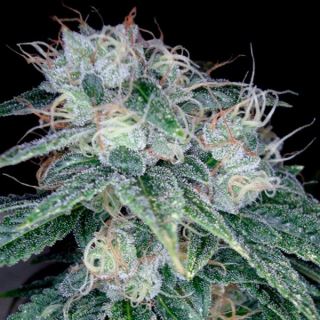 21339 - Sour Diesel 10 u. fem. DNA Genetics