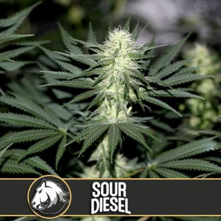 Sour Diesel 3 u. fem. Blimburn Seeds