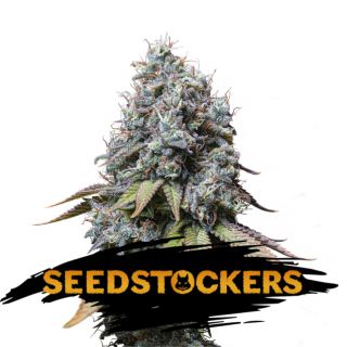 15053 - Sour Diesel fem.  1 u. Seedstockers