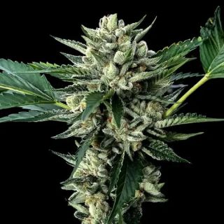27780 - Sour Garlic x Honey Banana 10 u. fem. DNA Genetics