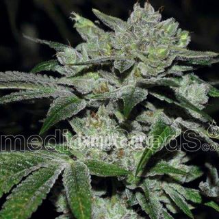 9025 - Sour Glue  3 u. fem. Medical seeds