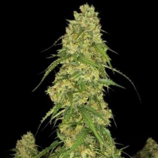 21072 - Sour Jealousy Auto  1 u. fem. FastBuds Seeds