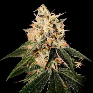 12264 - Sour Juice 12 u. reg.  DNA Genetics