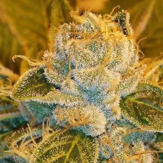 5688 - Sour Ripper 3 u. fem. Ripper Seeds