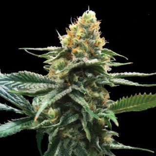 25822 - Sour Sorbet  3 u. fem. DNA Genetics