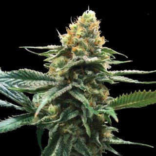 Sour Sorbet  5 u. fem. DNA Genetics