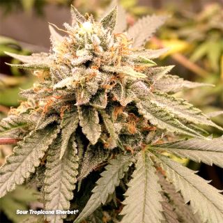 21914 - Sour Tropicana Sherbet  5 u. fem. Dutch Passion Limited Edition