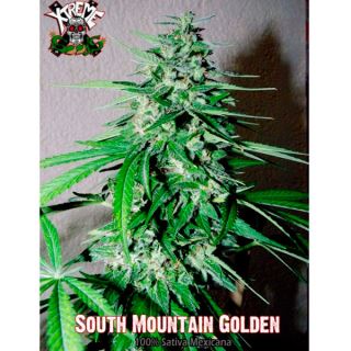5496 - South Mountain Golden 5 u. fem. Xtreme Seeds