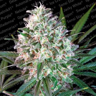 7624 - Space Cookies  3 u. fem. Paradise Seeds