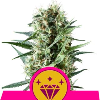 Special Kush #1 -  1 u. fem. Royal Queen