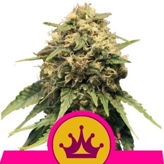 SQ3R - Special Queen #1 -  3 u. fem. Royal Queen