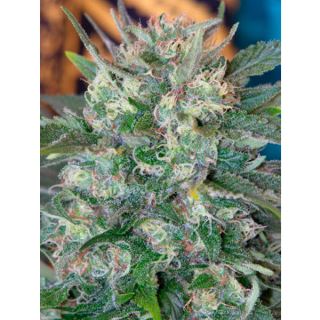 SPQU10 - Speed Queen 10 u. reg. Mandala Seeds AGOTADA EN ORIGEN