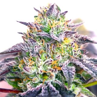 Spicy Guava 3 ud. fem Elev8 Seeds