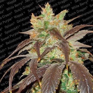 2530 - Spoetnik #1 -  5 u. fem. Paradise Seeds