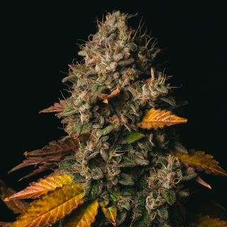 Spooky OG 1 u. fem Pure Instinto