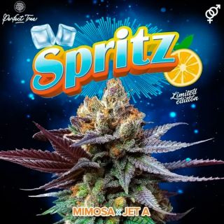 26176 - Spritz 3 u. fem Perfect Tree