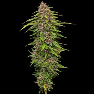 24964 - Squirt Feminized 3 u. fem Humbold Seeds Company