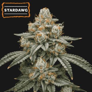 25505 - Stardawg  fem.   15 u. Seedstockers