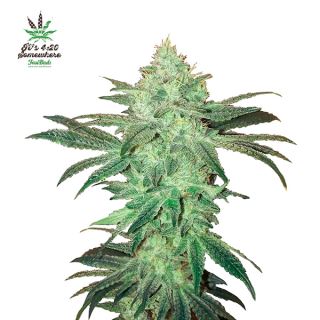 Stardawg Auto  1 u. fem. FastBuds Seeds