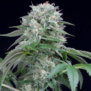 Starfire OG  3 ud Silent Seeds