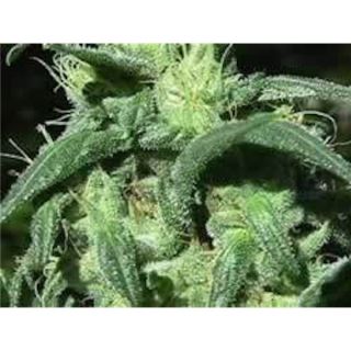 SH10S - Sterling Haze 10 u. reg. The Sativaseed Bank