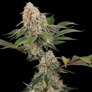26587 - Sticky Berry XXL 10 u. fem. Sensi Seeds