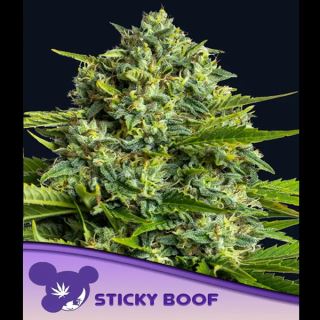 21538 - Sticky Boof  3 u. fem Anesia