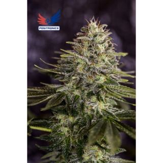 Sticky Dream 1 u. fem. Positronics Seeds