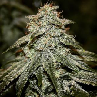 Sticky Gorilla #4 1 u. fem Pure Instinto