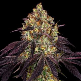 14352 - Stracciatela Do-Si-Dos x Strawbanana Cream  2 u. fem. T.H. Seeds