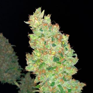 7860 - Strawberry AKeil - 6 u. Fem. Serious Seeds