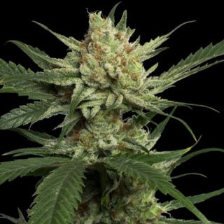 25823 - Strawberry Banana  3 u. fem. DNA Genetics