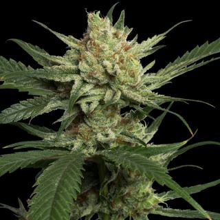 Strawberry Banana  5 u. fem. DNA Genetics