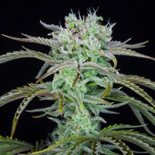 14184 - Strawberry Banana Auto  1 u. fem. FastBuds Seeds