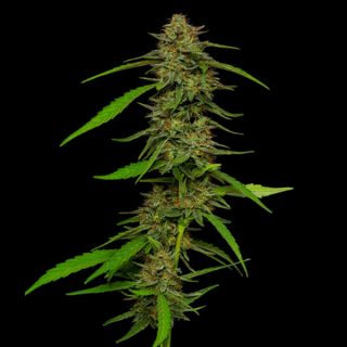Strawberry Cheesecake 3 u. fem Humbold Seeds Company