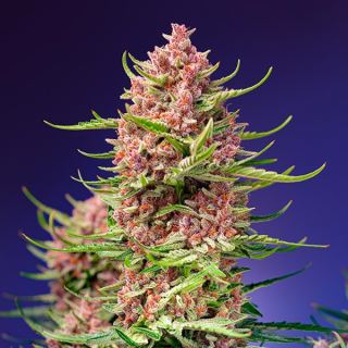 Strawberry Cola Sherbet F1 Fast Version   3+1 u. fem. Sweet Seeds