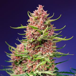 Strawberry Cola Sherbet F1 Fast Version  25 u. fem. Granel Profesionales Sweet Seeds