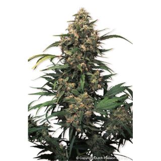 Strawberry Cough  1 u. fem. Dutch Passion