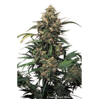 D2629 - Strawberry Cough  5 u. fem. Dutch Passion