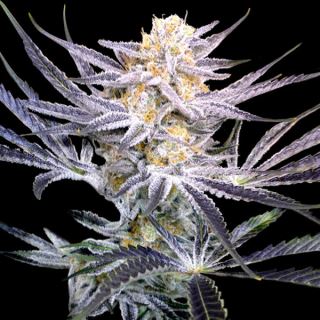 Strawberry Fields 12 u. reg.  DNA Genetics