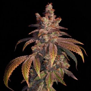26070 - Strawberry Gambino 3 ud. fem Elev8 Seeds