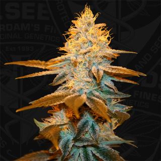 Strawberry Glue  2 u. fem. T.H. Seeds