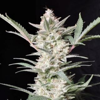 Strawberry Gorilla Auto  1 u. fem. FastBuds Seeds