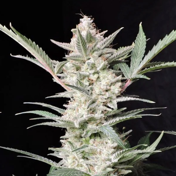 Strawberry Gorilla Auto 3 u. fem. FastBuds Seeds