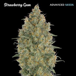 Strawberry Gum   3 + 1 u. fem. Advanced Seeds