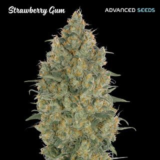 Strawberry Gum  25 u. fem. Advanced Seeds