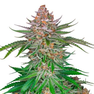 12899 - Strawberry Pie Auto  1 u. fem. FastBuds Seeds